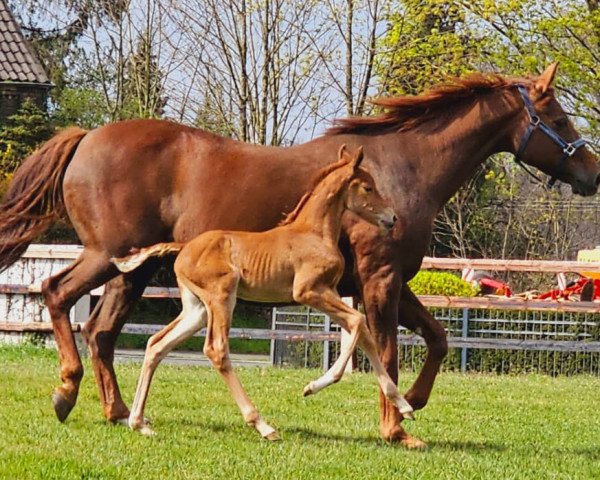 Pferd Diva Corrado (Westfale, 2023, von Dia Corrado)
