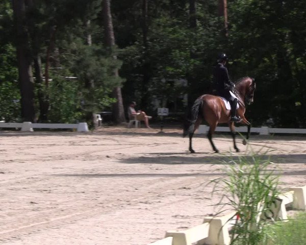 Reitturnier Dannenberg 2023
