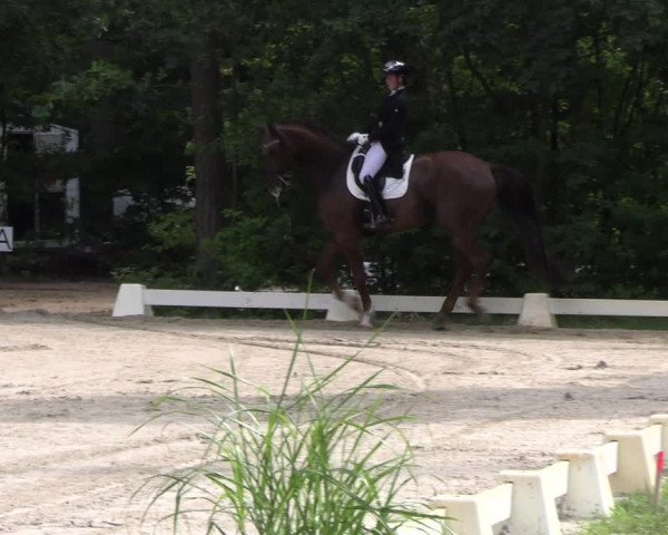 Reitturnier Dannenberg 2023