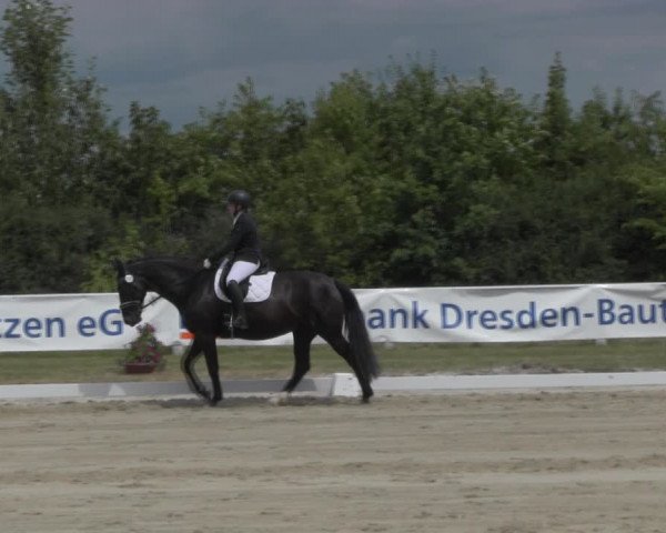 Reitturnier Baschütz bei Bautzen 2023