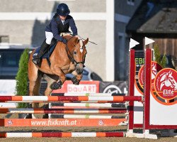 jumper Charlotta 72 (Austrian Warmblood, 2012, from Bergkristall)