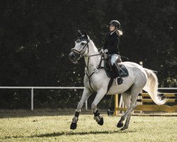 jumper Graue Maus 3 (Hanoverian, 2011, from Gibraleon)
