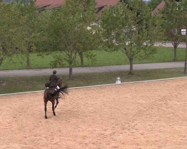 Reitturnier Wels 2023