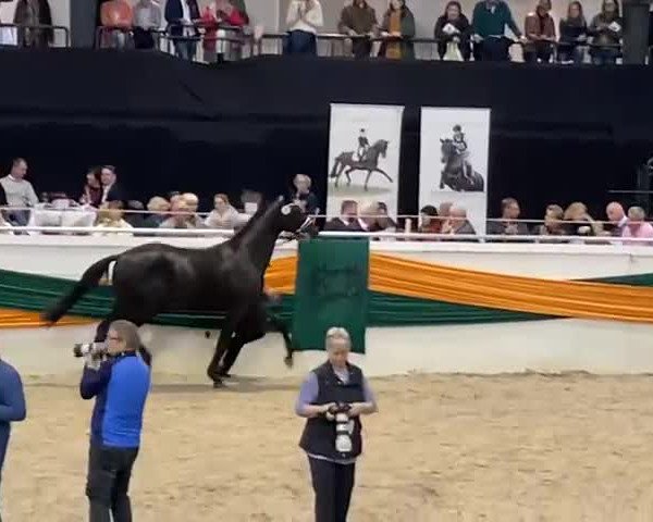 Video of Ezekiel (ex El Presidente)