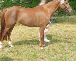 Zuchtstute Time to move on S (Deutsches Reitpony, 2018, von Top Carello)