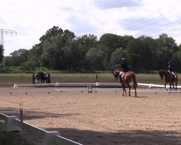 Reitturnier Gallinchen 2023