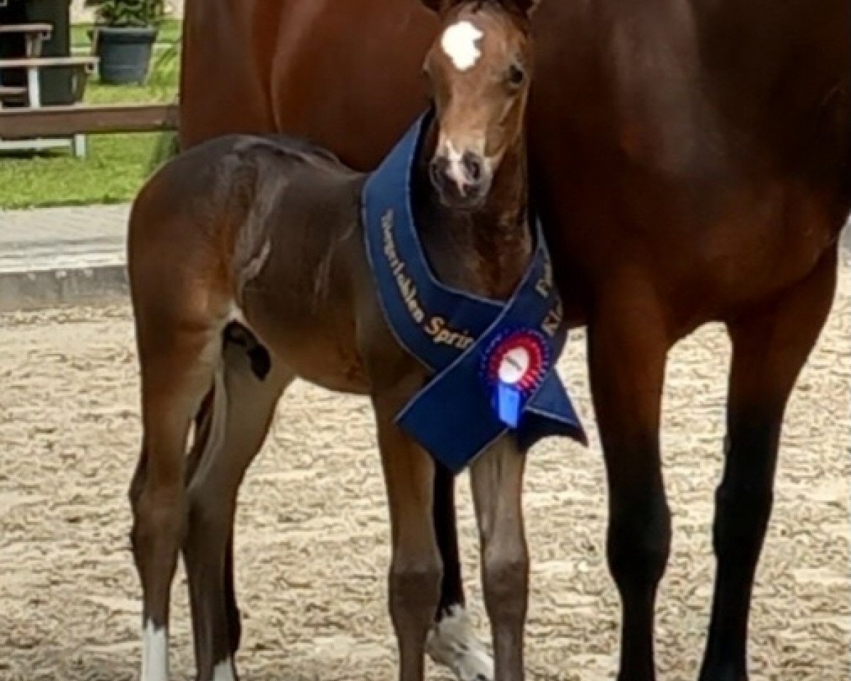 horse Gio LH (Oldenburg show jumper, 2023, from Grandorado TN)