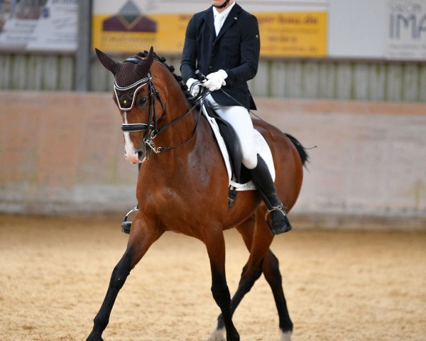 dressage horse Dollar 113 (Oldenburg, 2010, from Don Gregory)