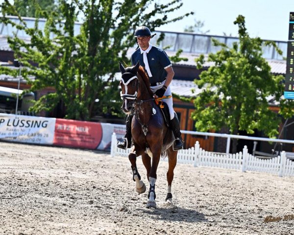 jumper Cassitha (KWPN (Royal Dutch Sporthorse), 2012, from Calido I)