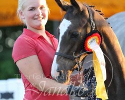 Pferd Atem's Cornet V (Westfale, 2016, von Atemlos V)