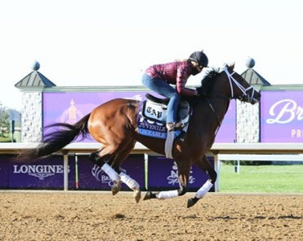 horse Likeable xx (Thoroughbred, 2018, from Frosted xx)