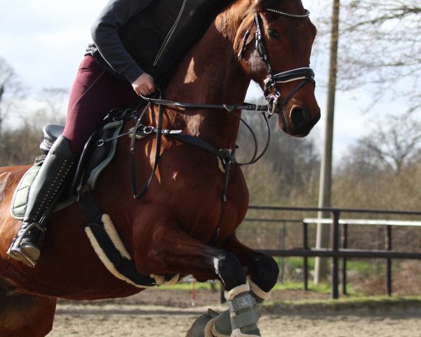 horse Cayetan (Holsteiner, 2012, from Cormint)