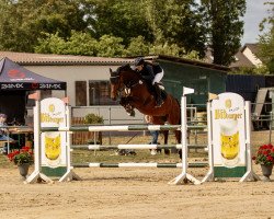 jumper Calimero 754 (Oldenburg show jumper, 2014, from Casiro I)