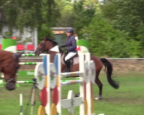 Reitturnier Dannenberg 2023