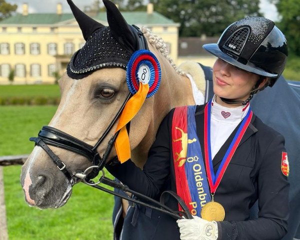 stallion Del Sol 4 (German Riding Pony, 2013, from Danny Gold)
