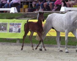 broodmare Stute von Casino Grande / Hermes de Lux (Westphalian, 2023, from Casino Grande)