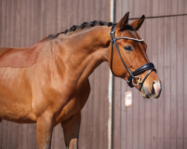 dressage horse Oakley v/d Debbehoeve (KWPN (Royal Dutch Sporthorse), 2019, from Expression)