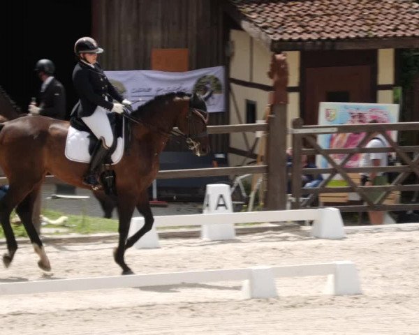 Reitturnier Bübinger Hof 2023