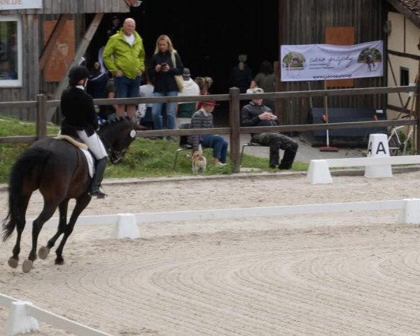 Reitturnier Bübinger Hof 2023