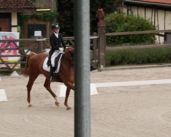 Reitturnier Bübinger Hof 2023