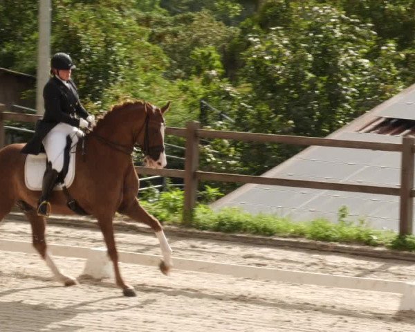 Reitturnier Bübinger Hof 2023
