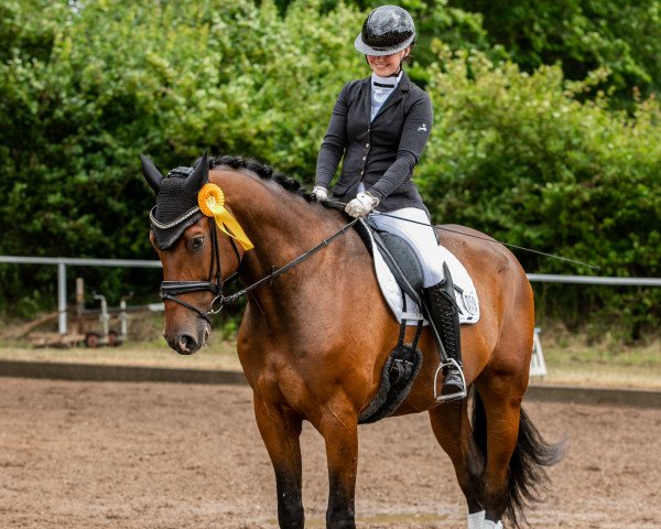 dressage horse Carlsson 94 (Holsteiner, 2016, from Conway II)