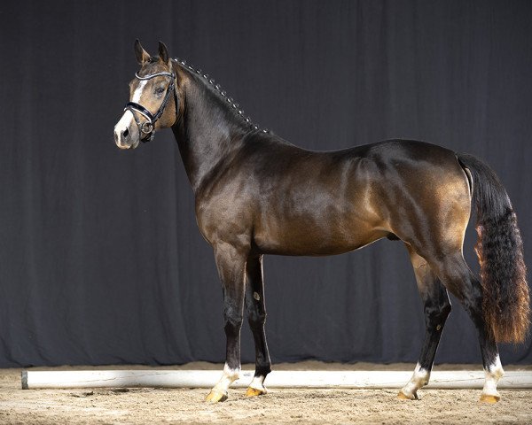Deckhengst Hotshot Von den Toskanaponys (Deutsches Reitpony, 2019, von Herzkönig NRW)
