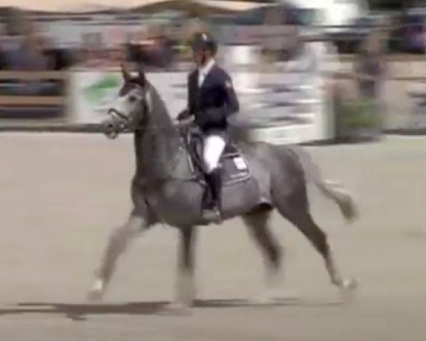 horse Fallon V'Gas (Selle Français, 2015, from Cornet Obolensky)