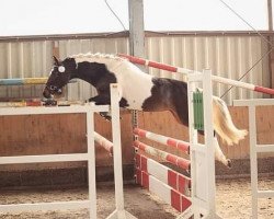 dressage horse A Colourful Girl G (German Riding Pony, 2020, from Top Alaska)