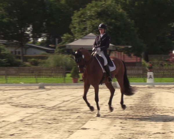 Reitturnier Breiholz/ Schülp 2023