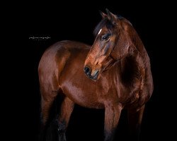 Springpferd Mister Sam 3 (Haflinger, 2008)