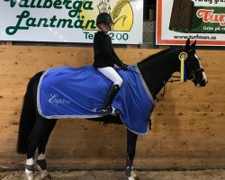 Springpferd Confidence CC (Schwedisches Warmblut, 2011, von Casall Ask)