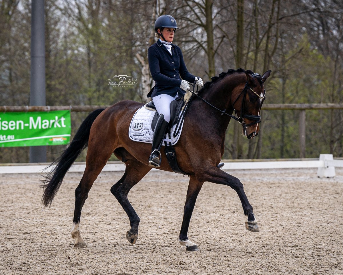dressage horse Zoomiro B (Westphalian, 2018, from Zoom)