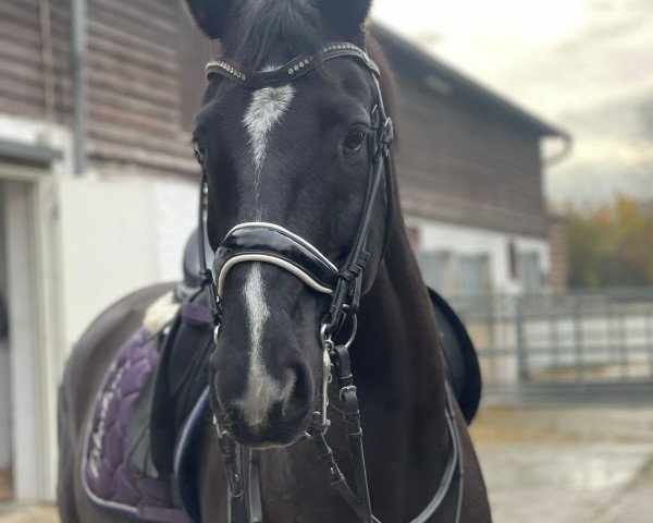 Pferd Wembley (Hannoveraner, 2010, von Weltpoet)