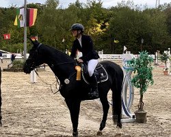 jumper Cortess L (Holsteiner, 2013, from Cormint)