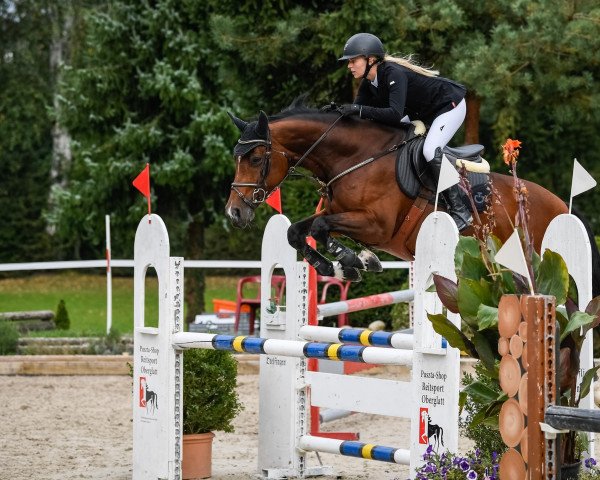 Springpferd Air Montain Z (Zangersheide Reitpferd, 2011, von Air Ship Z)