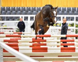 jumper For Figari (Hanoverian, 2019, from Figari)