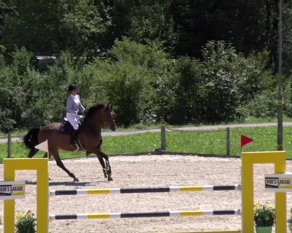 Reitturnier Gossau 2023