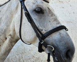 jumper Daicon (Czech Warmblood, 2017, from Cocain)
