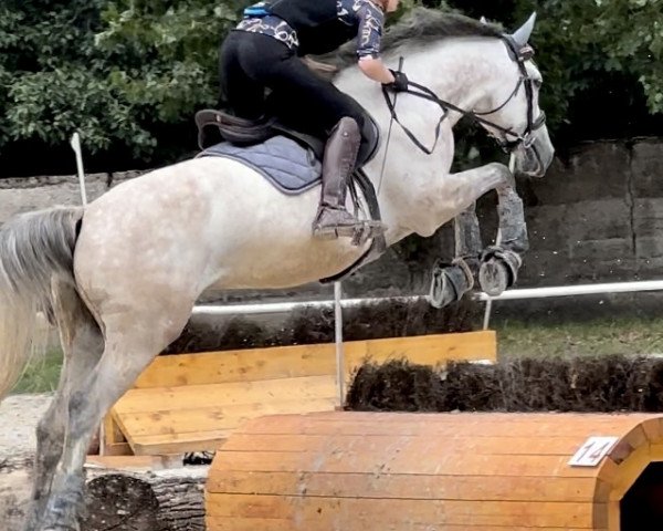 horse Calimero 773 (Oldenburg show jumper, 2017, from Corrinaro)