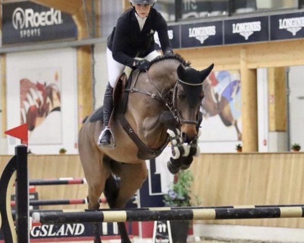 Springpferd Tailormade Nils S (Oldenburger Springpferd, 2015, von Casallco)