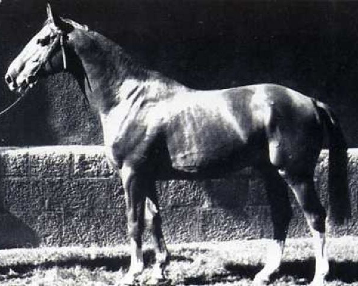 stallion Don Juan (Selle Français, 1969, from Phoenix)