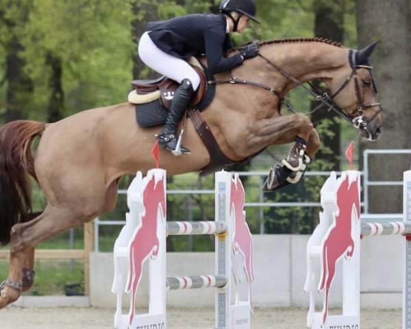jumper Tailormade Messcotoon (Oldenburg show jumper, 2013, from Messenger)