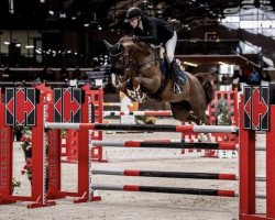 jumper PB CHAKIRA Z (Zangersheide riding horse, 2015, from Colore)