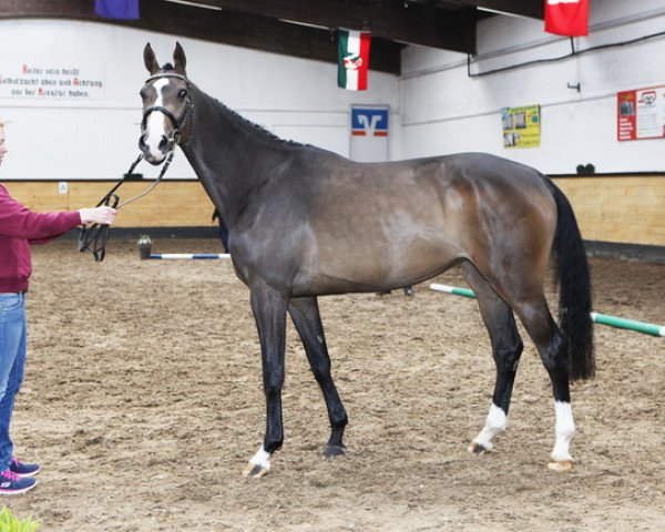 jumper Giulia (Holsteiner, 2014, from Casalito)