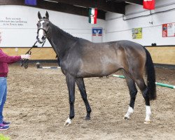 Springpferd Giulia (Holsteiner, 2014, von Casalito)