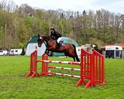 jumper Stakkatina 6 (Oldenburg show jumper, 2014, from Stakkato Gold)