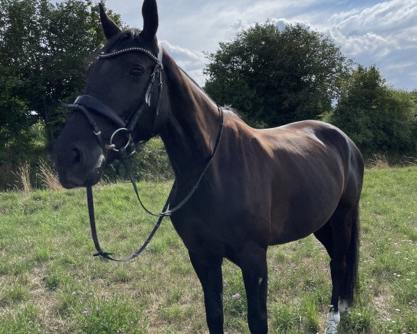 broodmare Libertina SD (German Sport Horse, 2012, from L'Ami)