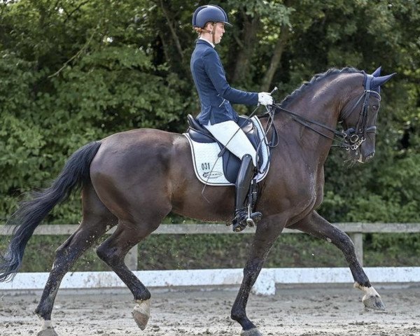 dressage horse Bourani 2 (Hanoverian, 2013, from Benetton Dream FRH 1301)