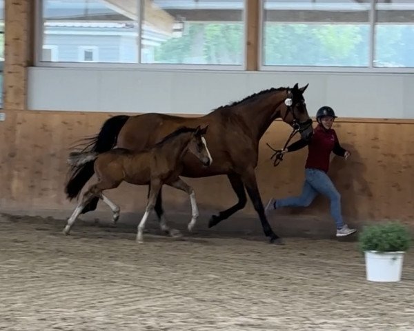 horse Einfach Einmalig JC (Holsteiner, 2023, from Esmeraldo FM)